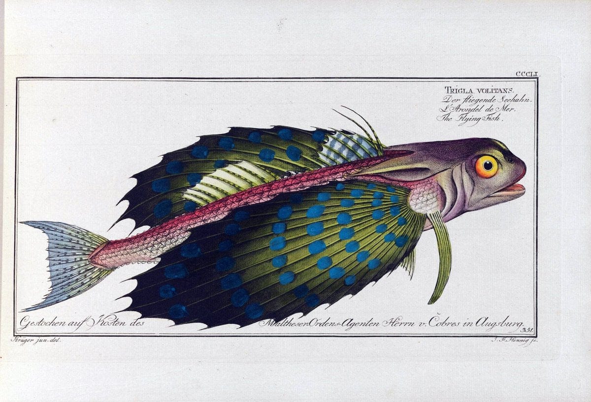 D. Marcus Elieser Bloch's, ausÃ¼benden Arztes zu Berlin .  Oeconomische Naturgeschichte der Fische Deutschlands . .Berlin :Auf Kosten des Verfassers | Vintage Print Reproduction 466010