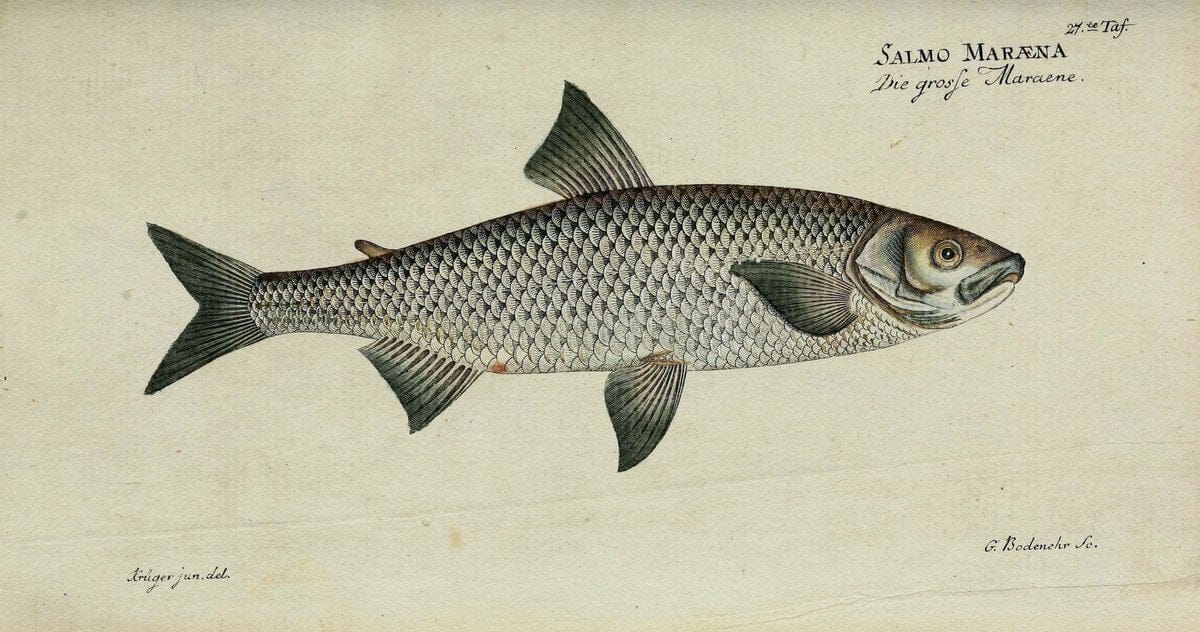 D. Marcus Elieser Bloch's, ausübenden Arztes zu Berlin. Atlas.Berlin :Auf Kosten des Ve | "Early works to 1800" Fishes Germany Ichthyology "Pictorial works"  | Vintage Print Reproduction 466011