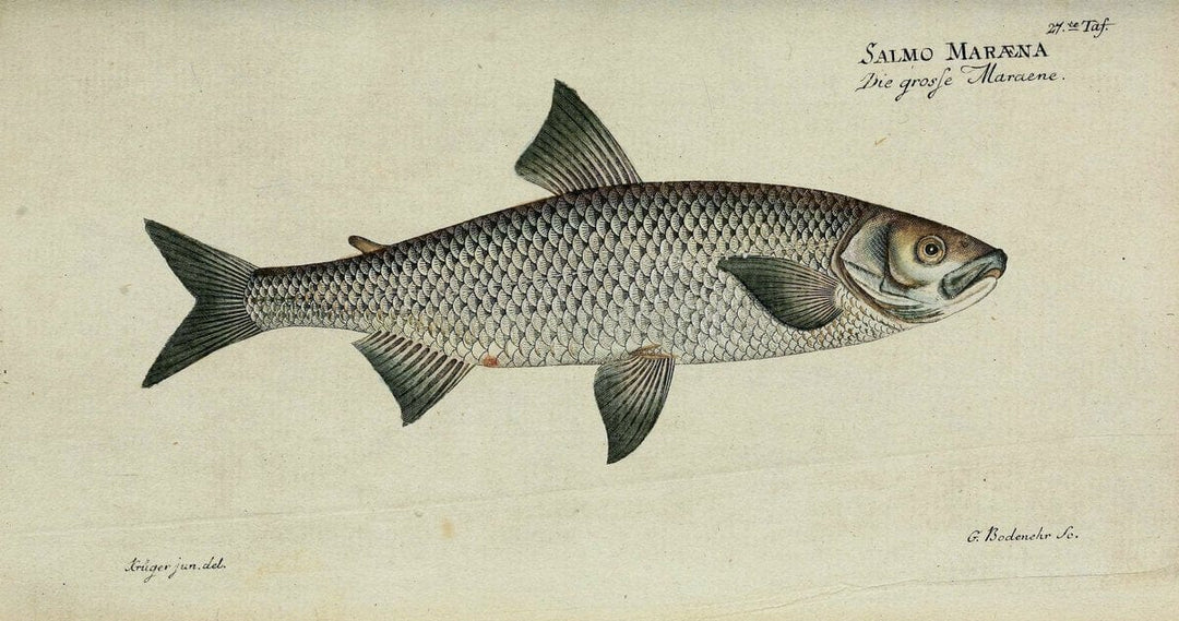 D. Marcus Elieser Bloch's, ausÃ¼benden Arztes zu Berlin. Atlas.Berlin :Auf Kosten des Ve | "Early works to 1800" Fishes Germany Ichthyology "Pictorial works"  | Vintage Print Reproduction 466011