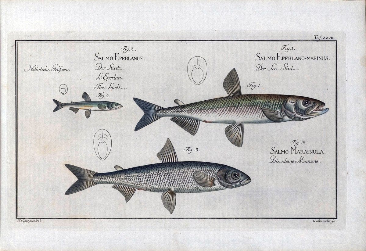 D. Marcus Elieser Bloch's, ausÃ¼benden Arztes zu Berlin .  Oeconomische Naturgeschichte der Fische Deutschlands . .Berlin :Auf Kosten des Verfassers | Vintage Print Reproduction 466012