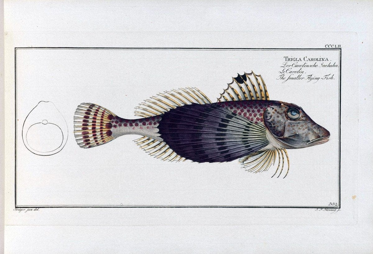 D. Marcus Elieser Bloch's, ausÃ¼benden Arztes zu Berlin .  Oeconomische Naturgeschichte der Fische Deutschlands . .Berlin :Auf Kosten des Verfassers | Vintage Print Reproduction 466014