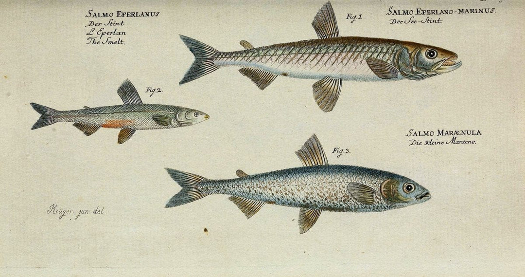 D. Marcus Elieser Bloch's, ausÃ¼benden Arztes zu Berlin. Atlas.Berlin :Auf Kosten des Ve | "Early works to 1800" Fishes Germany Ichthyology "Pictorial works"  | Vintage Print Reproduction 466015