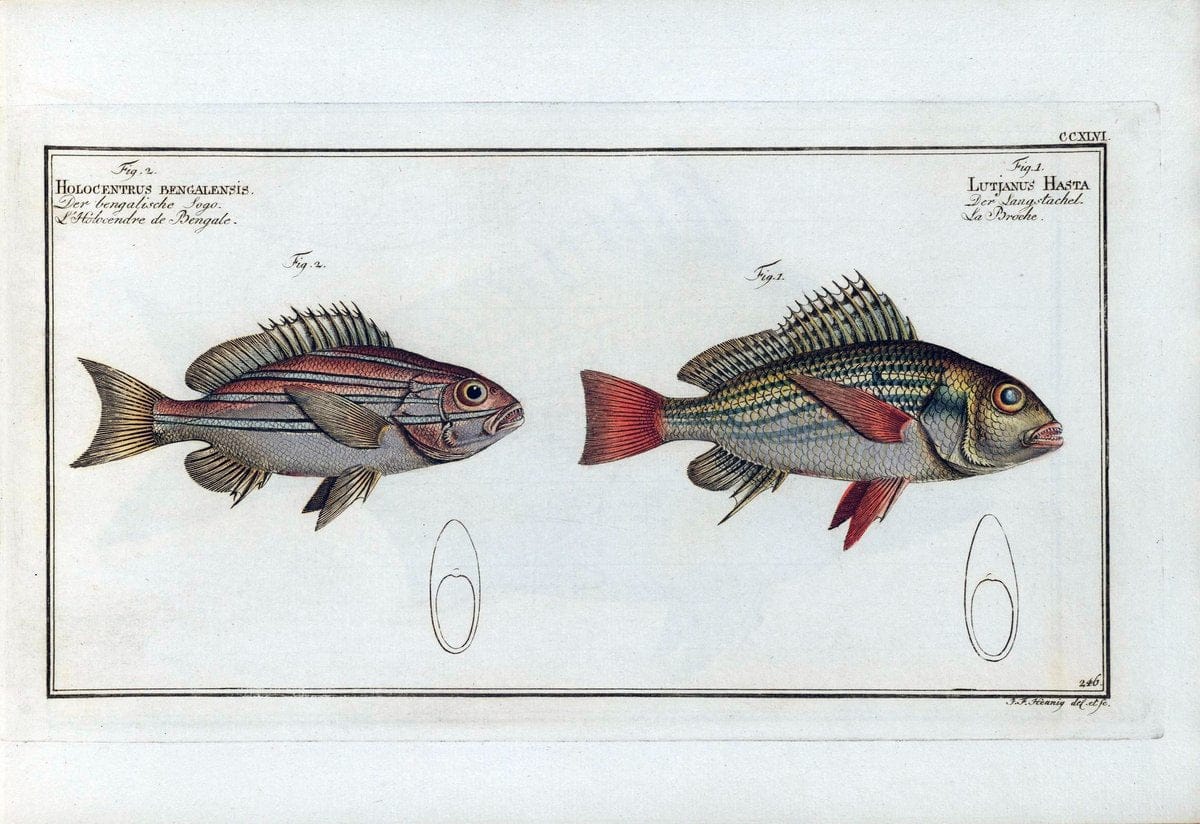 D. Marcus Elieser Bloch's, ausÃ¼benden Arztes zu Berlin .  Oeconomische Naturgeschichte der Fische Deutschlands . .Berlin :Auf Kosten des Verfassers | Vintage Print Reproduction 466017
