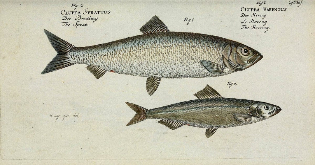 D. Marcus Elieser Bloch's, ausÃ¼benden Arztes zu Berlin. Atlas.Berlin :Auf Kosten des Ve | "Early works to 1800" Fishes Germany Ichthyology "Pictorial works"  | Vintage Print Reproduction 466019