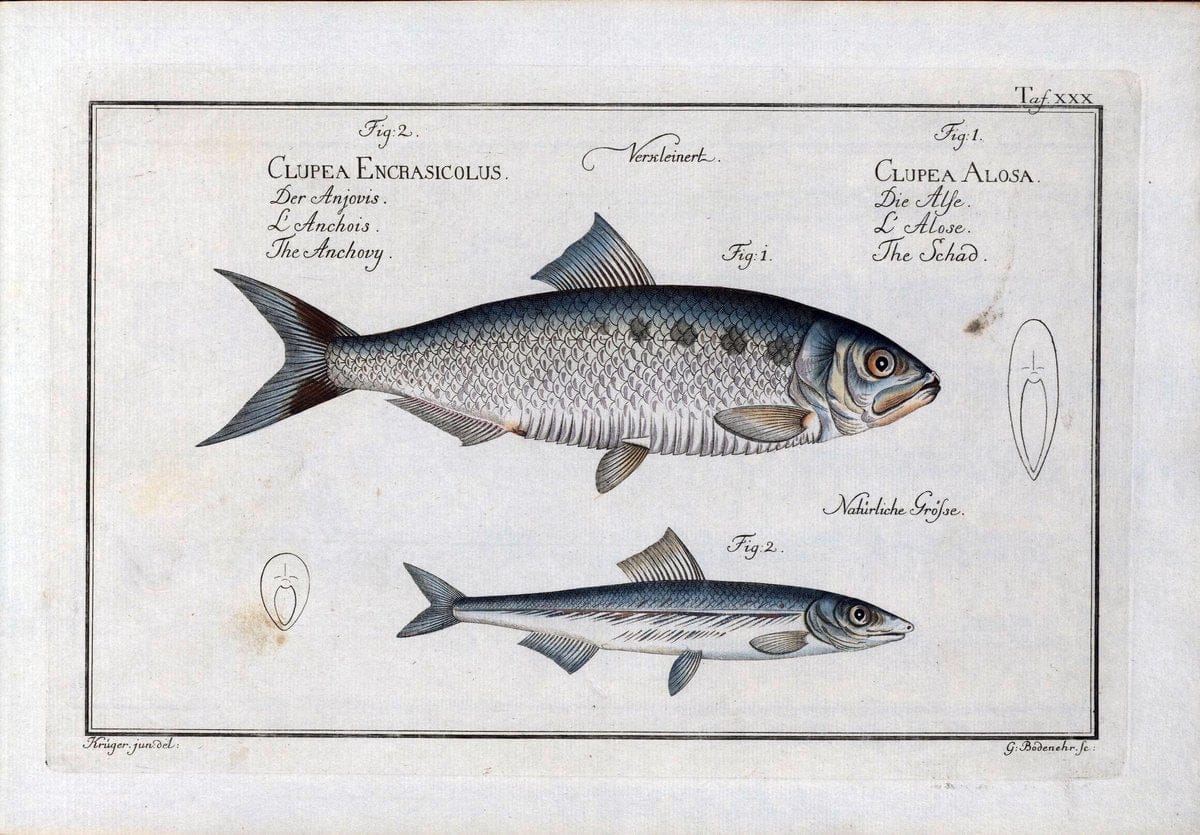 D. Marcus Elieser Bloch's, ausÃ¼benden Arztes zu Berlin .  Oeconomische Naturgeschichte der Fische Deutschlands . .Berlin :Auf Kosten des Verfassers | Vintage Print Reproduction 466020