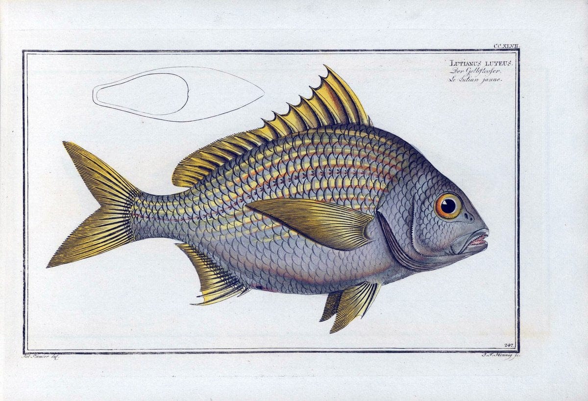 D. Marcus Elieser Bloch's, ausÃ¼benden Arztes zu Berlin .  Oeconomische Naturgeschichte der Fische Deutschlands . .Berlin :Auf Kosten des Verfassers | Vintage Print Reproduction 466021
