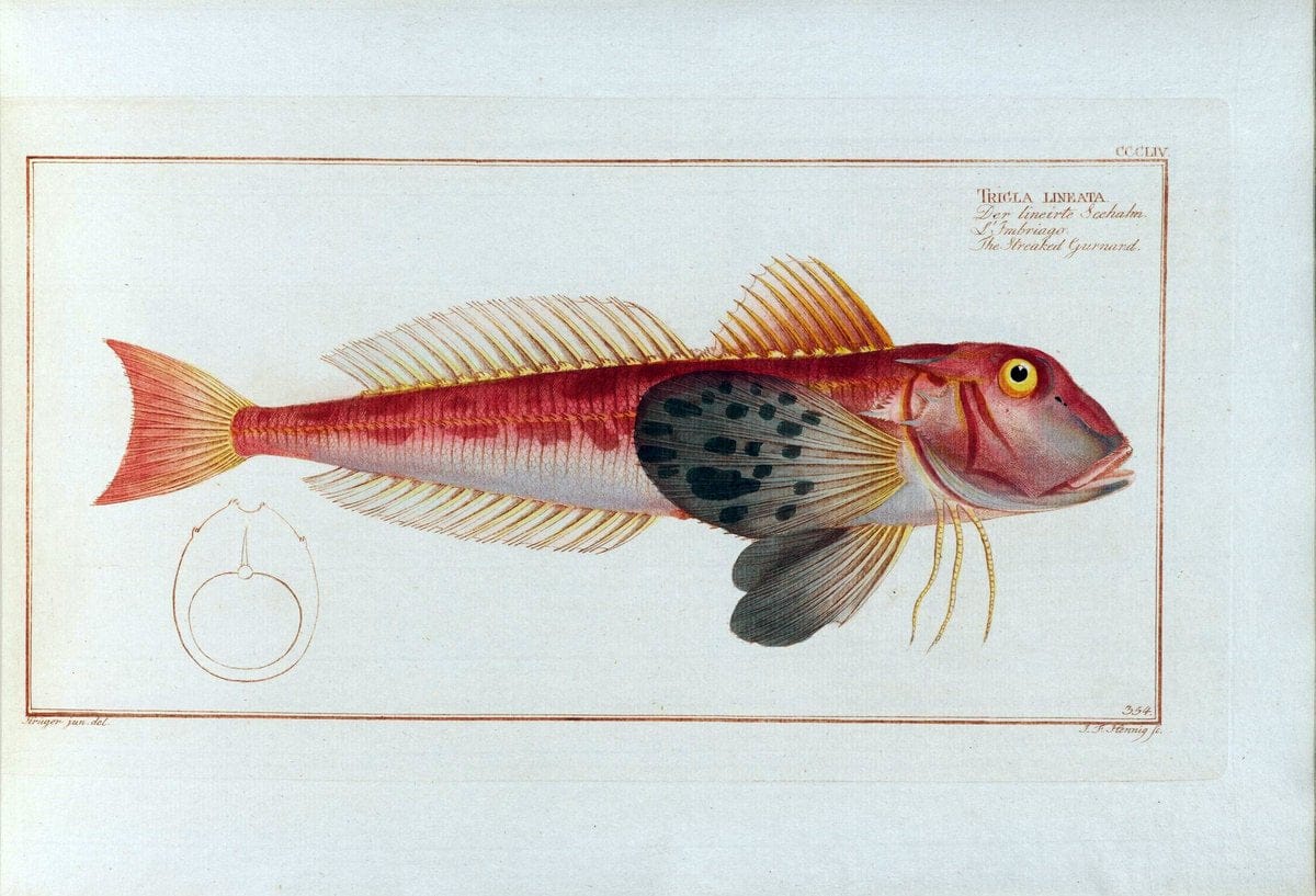 D. Marcus Elieser Bloch's, ausÃ¼benden Arztes zu Berlin .  Oeconomische Naturgeschichte der Fische Deutschlands . .Berlin :Auf Kosten des Verfassers | Vintage Print Reproduction 466022