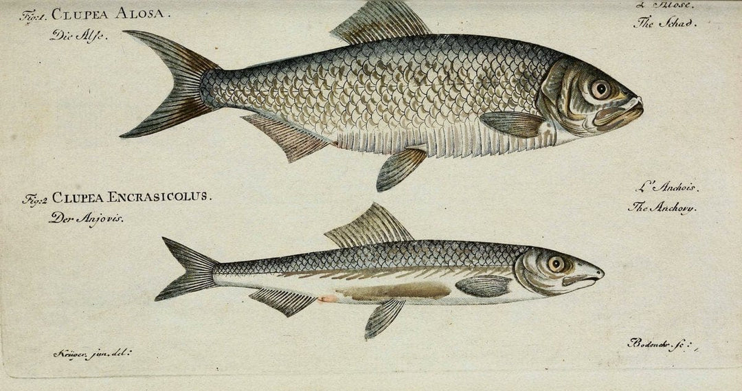 D. Marcus Elieser Bloch's, ausÃ¼benden Arztes zu Berlin. Atlas.Berlin :Auf Kosten des Ve | "Early works to 1800" Fishes Germany Ichthyology "Pictorial works"  | Vintage Print Reproduction 466023