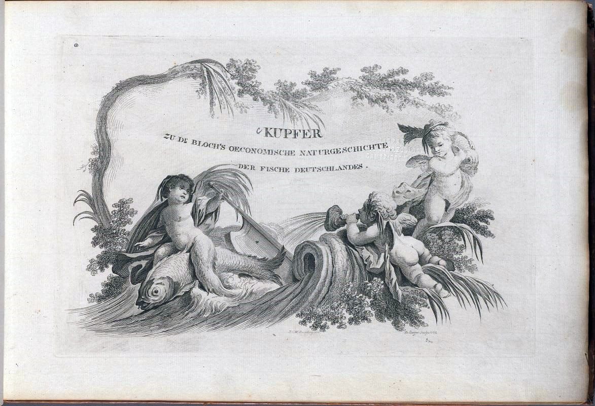 D. Marcus Elieser Bloch's, ausÃ¼benden Arztes zu Berlin .  Oeconomische Naturgeschichte der Fische Deutschlands . .Berlin :Auf Kosten des Verfassers | Vintage Print Reproduction 466028