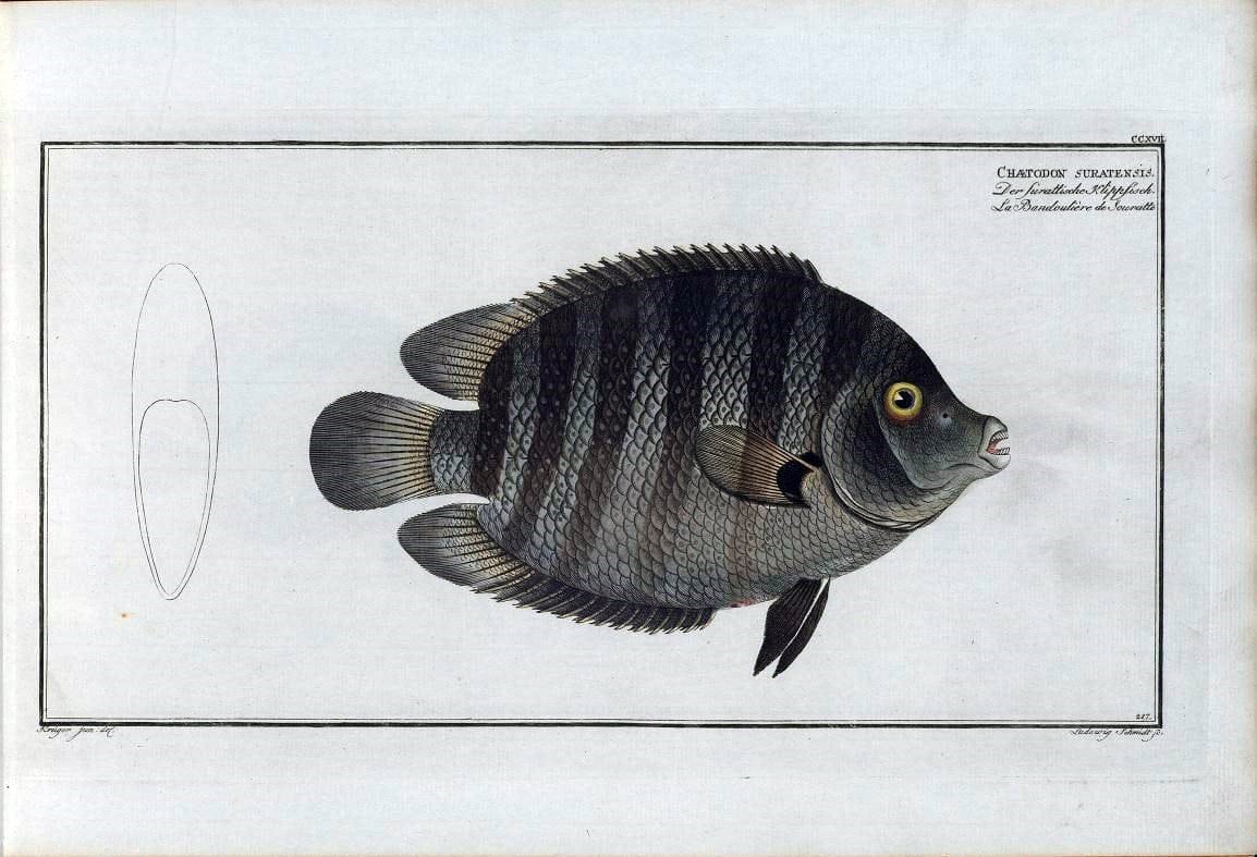 D. Marcus Elieser Bloch's, ausÃ¼benden Arztes zu Berlin .  Oeconomische Naturgeschichte der Fische Deutschlands . .Berlin :Auf Kosten des Verfassers | Vintage Print Reproduction 466029