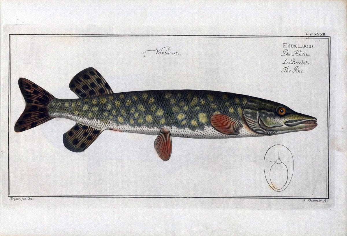 D. Marcus Elieser Bloch's, ausÃ¼benden Arztes zu Berlin .  Oeconomische Naturgeschichte der Fische Deutschlands . .Berlin :Auf Kosten des Verfassers | Vintage Print Reproduction 466030