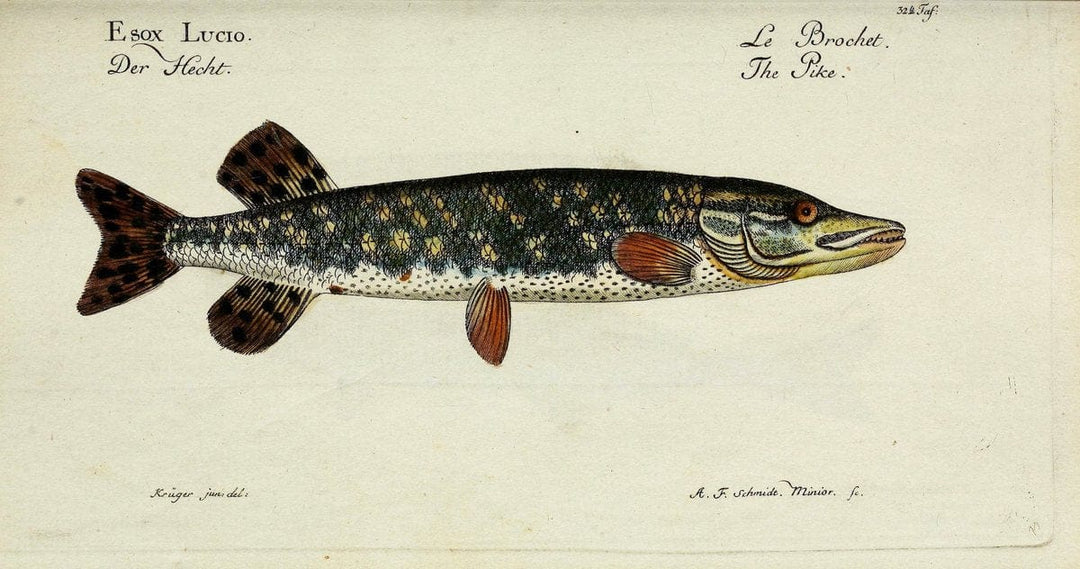 D. Marcus Elieser Bloch's, ausÃ¼benden Arztes zu Berlin. Atlas.Berlin :Auf Kosten des Ve | "Early works to 1800" Fishes Germany Ichthyology "Pictorial works"  | Vintage Print Reproduction 466033