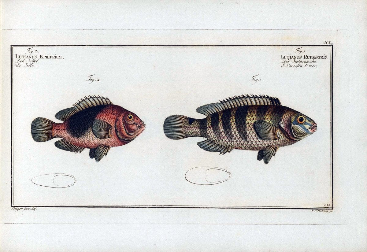 D. Marcus Elieser Bloch's, ausÃ¼benden Arztes zu Berlin .  Oeconomische Naturgeschichte der Fische Deutschlands . .Berlin :Auf Kosten des Verfassers | Vintage Print Reproduction 466035