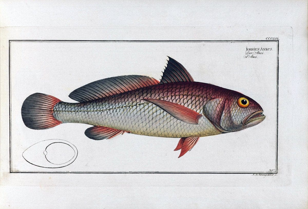 D. Marcus Elieser Bloch's, ausÃ¼benden Arztes zu Berlin .  Oeconomische Naturgeschichte der Fische Deutschlands . .Berlin :Auf Kosten des Verfassers | Vintage Print Reproduction 466036