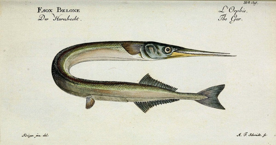 D. Marcus Elieser Bloch's, ausÃ¼benden Arztes zu Berlin. Atlas.Berlin :Auf Kosten des Ve | "Early works to 1800" Fishes Germany Ichthyology "Pictorial works"  | Vintage Print Reproduction 466037