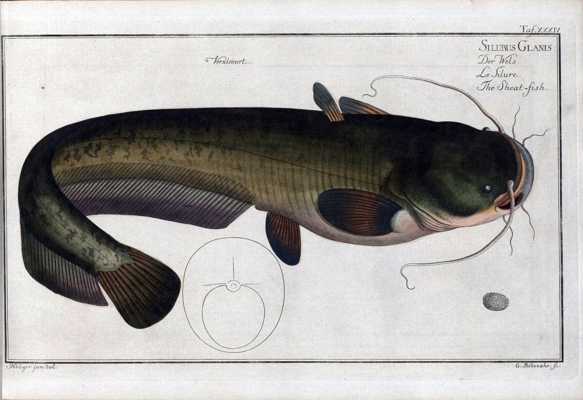 D. Marcus Elieser Bloch's, ausÃ¼benden Arztes zu Berlin .  Oeconomische Naturgeschichte der Fische Deutschlands . .Berlin :Auf Kosten des Verfassers | Vintage Print Reproduction 466038