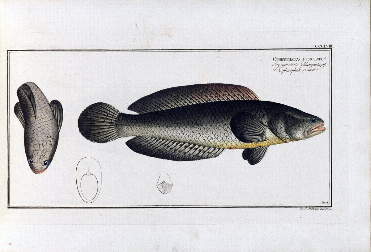 D. Marcus Elieser Bloch's, ausÃ¼benden Arztes zu Berlin .  Oeconomische Naturgeschichte der Fische Deutschlands . .Berlin :Auf Kosten des Verfassers | Vintage Print Reproduction 466040