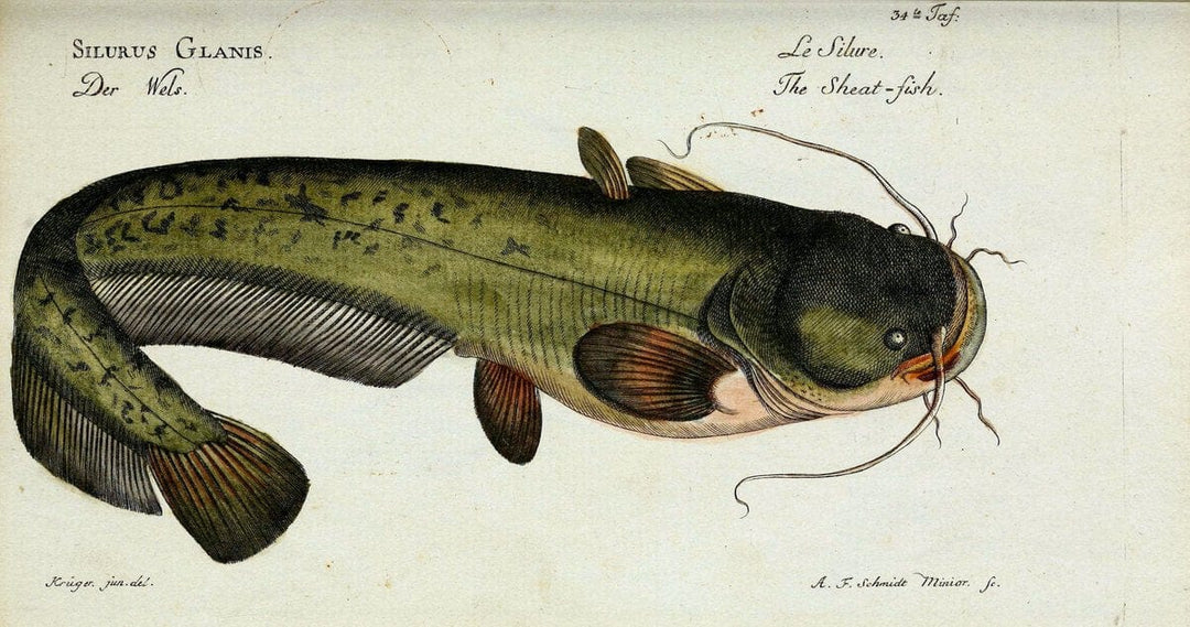 D. Marcus Elieser Bloch's, ausÃ¼benden Arztes zu Berlin. Atlas.Berlin :Auf Kosten des Ve | "Early works to 1800" Fishes Germany Ichthyology "Pictorial works"  | Vintage Print Reproduction 466041