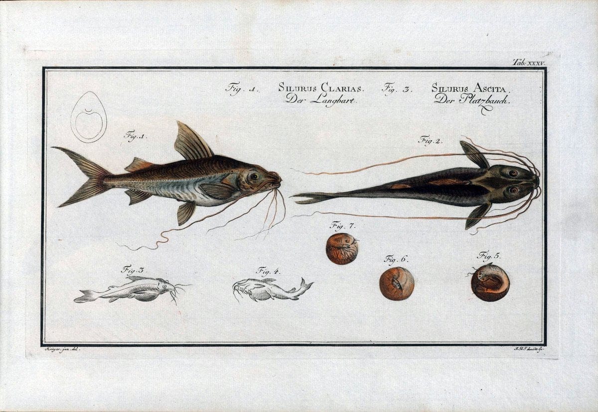 D. Marcus Elieser Bloch's, ausÃ¼benden Arztes zu Berlin .  Oeconomische Naturgeschichte der Fische Deutschlands . .Berlin :Auf Kosten des Verfassers | Vintage Print Reproduction 466042