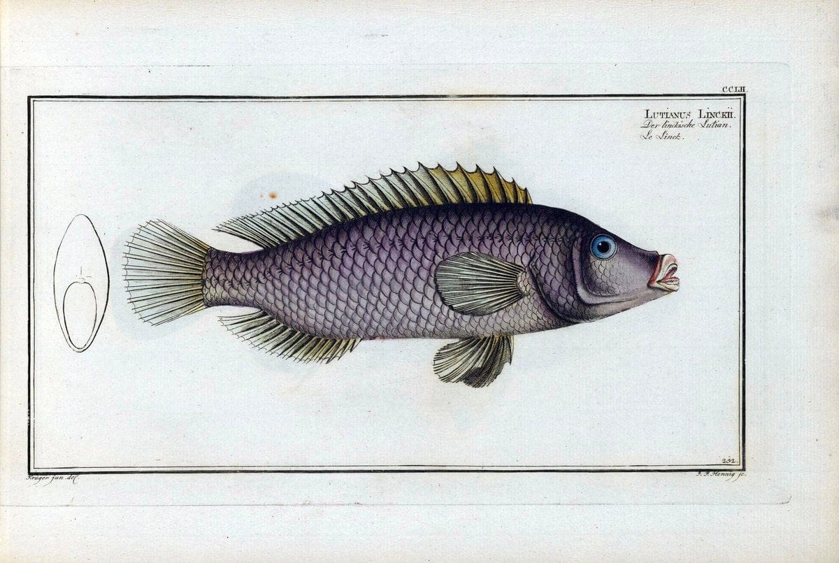 D. Marcus Elieser Bloch's, ausÃ¼benden Arztes zu Berlin .  Oeconomische Naturgeschichte der Fische Deutschlands . .Berlin :Auf Kosten des Verfassers | Vintage Print Reproduction 466043