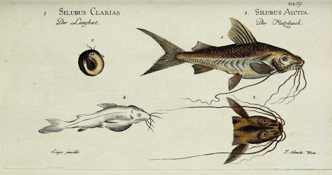 D. Marcus Elieser Bloch's, ausÃ¼benden Arztes zu Berlin. Atlas.Berlin :Auf Kosten des Ve | "Early works to 1800" Fishes Germany Ichthyology "Pictorial works"  | Vintage Print Reproduction 466045