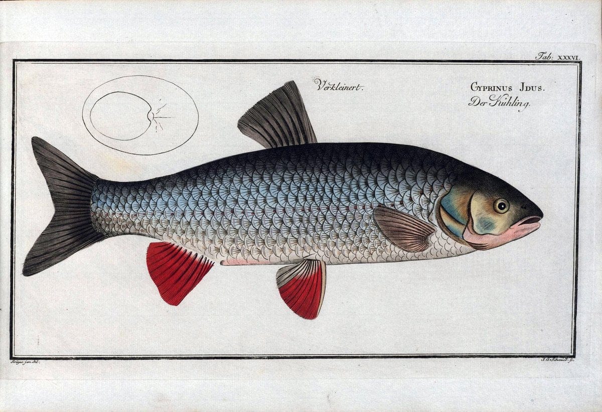 D. Marcus Elieser Bloch's, ausÃ¼benden Arztes zu Berlin .  Oeconomische Naturgeschichte der Fische Deutschlands . .Berlin :Auf Kosten des Verfassers | Vintage Print Reproduction 466046