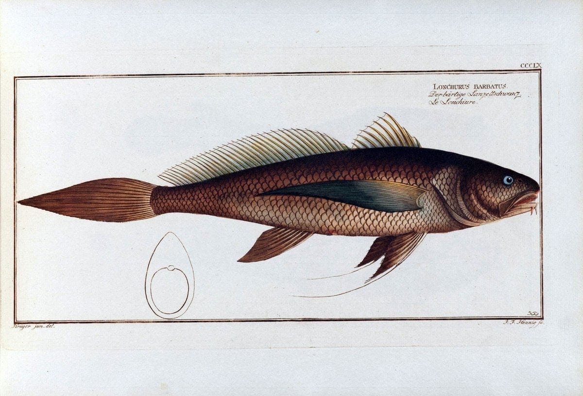 D. Marcus Elieser Bloch's, ausÃ¼benden Arztes zu Berlin .  Oeconomische Naturgeschichte der Fische Deutschlands . .Berlin :Auf Kosten des Verfassers | Vintage Print Reproduction 466047