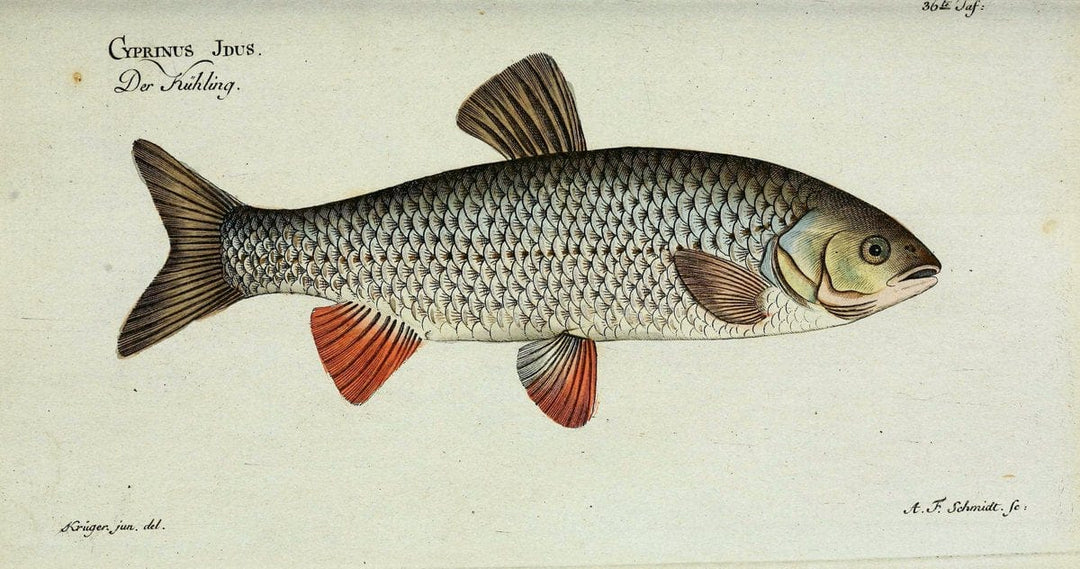 D. Marcus Elieser Bloch's, ausÃ¼benden Arztes zu Berlin. Atlas.Berlin :Auf Kosten des Ve | "Early works to 1800" Fishes Germany Ichthyology "Pictorial works"  | Vintage Print Reproduction 466049