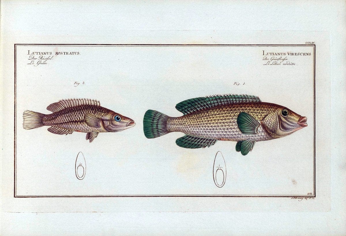 D. Marcus Elieser Bloch's, ausÃ¼benden Arztes zu Berlin .  Oeconomische Naturgeschichte der Fische Deutschlands . .Berlin :Auf Kosten des Verfassers | Vintage Print Reproduction 466050