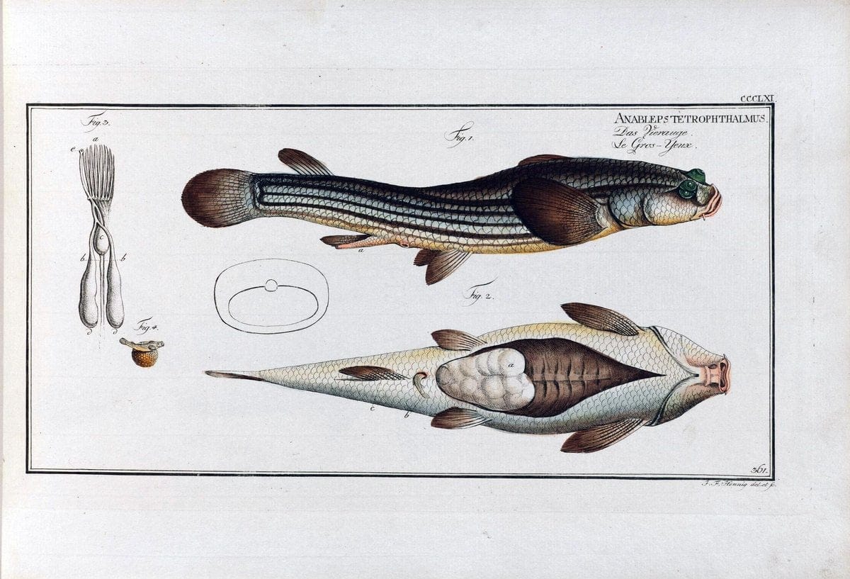 D. Marcus Elieser Bloch's, ausÃ¼benden Arztes zu Berlin .  Oeconomische Naturgeschichte der Fische Deutschlands . .Berlin :Auf Kosten des Verfassers | Vintage Print Reproduction 466051