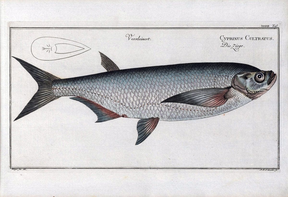 D. Marcus Elieser Bloch's, ausÃ¼benden Arztes zu Berlin .  Oeconomische Naturgeschichte der Fische Deutschlands . .Berlin :Auf Kosten des Verfassers | Vintage Print Reproduction 466052