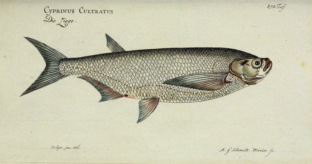 D. Marcus Elieser Bloch's, ausÃ¼benden Arztes zu Berlin. Atlas.Berlin :Auf Kosten des Ve | "Early works to 1800" Fishes Germany Ichthyology "Pictorial works"  | Vintage Print Reproduction 466053