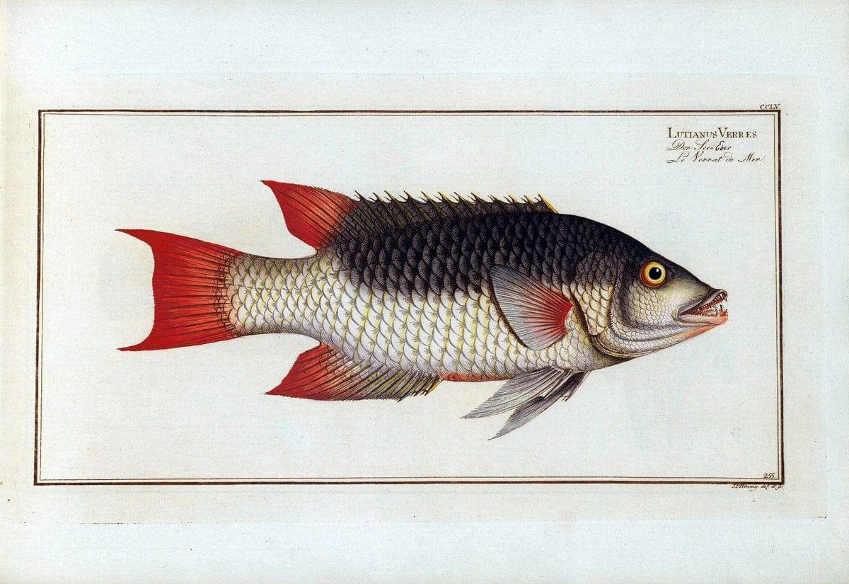 D. Marcus Elieser Bloch's, ausÃ¼benden Arztes zu Berlin .  Oeconomische Naturgeschichte der Fische Deutschlands . .Berlin :Auf Kosten des Verfassers | Vintage Print Reproduction 466055
