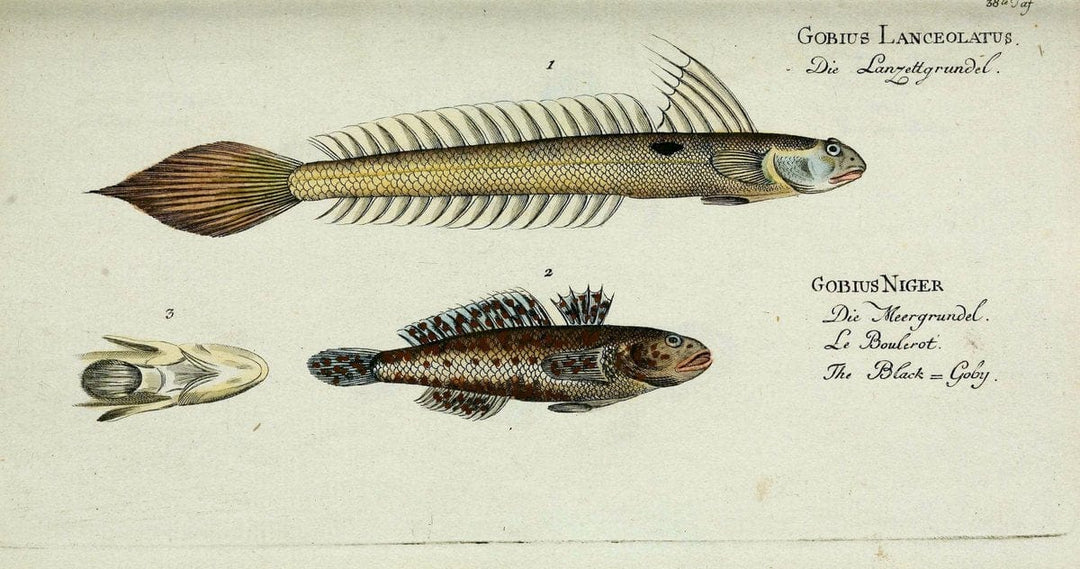 D. Marcus Elieser Bloch's, ausÃ¼benden Arztes zu Berlin. Atlas.Berlin :Auf Kosten des Ve | "Early works to 1800" Fishes Germany Ichthyology "Pictorial works"  | Vintage Print Reproduction 466057