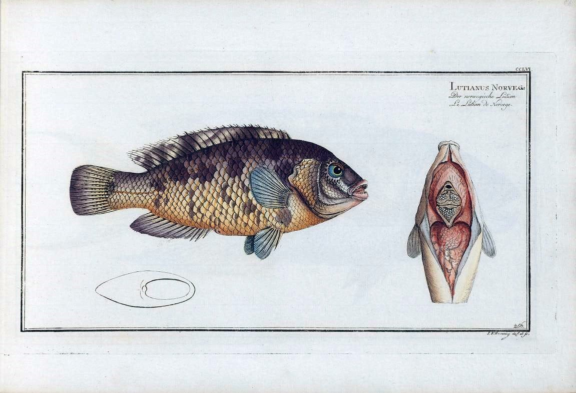 D. Marcus Elieser Bloch's, ausÃ¼benden Arztes zu Berlin .  Oeconomische Naturgeschichte der Fische Deutschlands . .Berlin :Auf Kosten des Verfassers | Vintage Print Reproduction 466060
