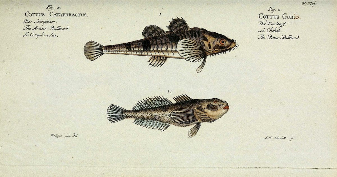 D. Marcus Elieser Bloch's, ausÃ¼benden Arztes zu Berlin. Atlas.Berlin :Auf Kosten des Ve | "Early works to 1800" Fishes Germany Ichthyology "Pictorial works"  | Vintage Print Reproduction 466061