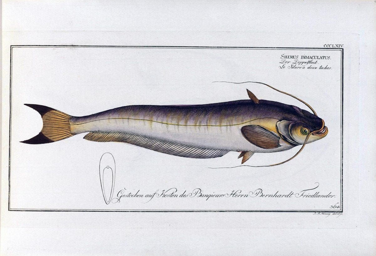 D. Marcus Elieser Bloch's, ausÃ¼benden Arztes zu Berlin .  Oeconomische Naturgeschichte der Fische Deutschlands . .Berlin :Auf Kosten des Verfassers | Vintage Print Reproduction 466064