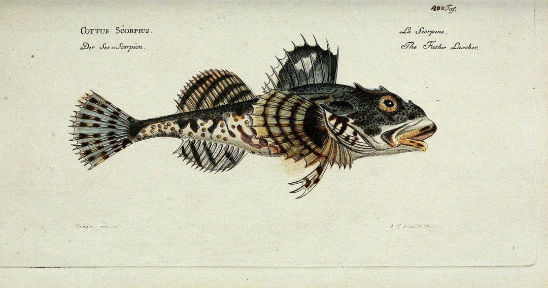 D. Marcus Elieser Bloch's, ausÃ¼benden Arztes zu Berlin. Atlas.Berlin :Auf Kosten des Ve | "Early works to 1800" Fishes Germany Ichthyology "Pictorial works"  | Vintage Print Reproduction 466065