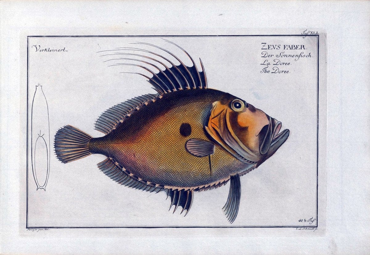 D. Marcus Elieser Bloch's, ausÃ¼benden Arztes zu Berlin .  Oeconomische Naturgeschichte der Fische Deutschlands . .Berlin :Auf Kosten des Verfassers | Vintage Print Reproduction 466066