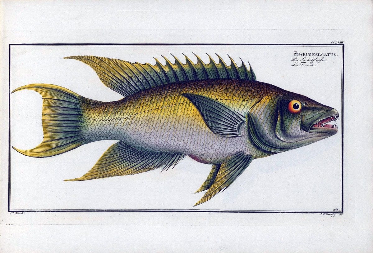 D. Marcus Elieser Bloch's, ausÃ¼benden Arztes zu Berlin .  Oeconomische Naturgeschichte der Fische Deutschlands . .Berlin :Auf Kosten des Verfassers | Vintage Print Reproduction 466067