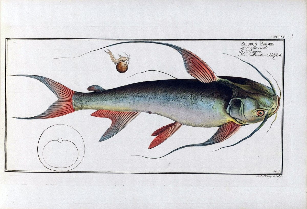 D. Marcus Elieser Bloch's, ausÃ¼benden Arztes zu Berlin .  Oeconomische Naturgeschichte der Fische Deutschlands . .Berlin :Auf Kosten des Verfassers | Vintage Print Reproduction 466068
