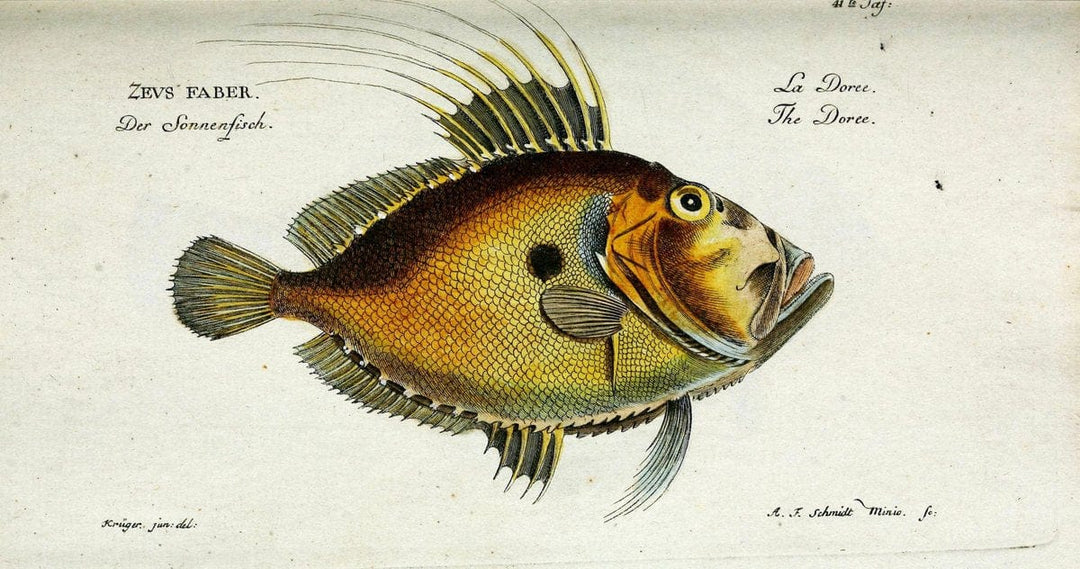 D. Marcus Elieser Bloch's, ausÃ¼benden Arztes zu Berlin. Atlas.Berlin :Auf Kosten des Ve | "Early works to 1800" Fishes Germany Ichthyology "Pictorial works" "Zeus faber"  | Vintage Reproduction 466069