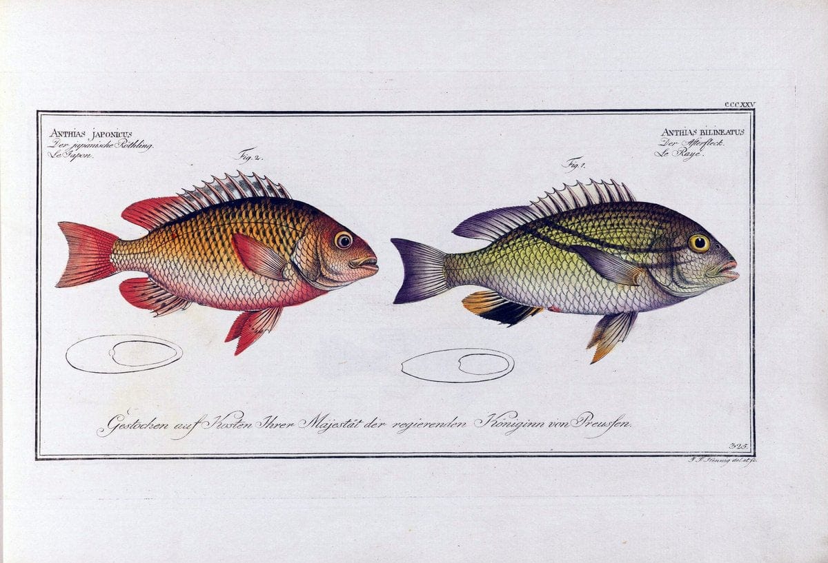 D. Marcus Elieser Bloch's, ausÃ¼benden Arztes zu Berlin .  Oeconomische Naturgeschichte der Fische Deutschlands . .Berlin :Auf Kosten des Verfassers | Vintage Print Reproduction 466070