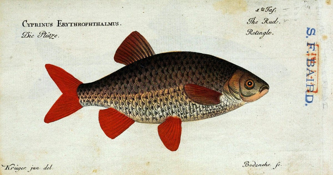 D. Marcus Elieser Bloch's, ausÃ¼benden Arztes zu Berlin. Atlas.Berlin :Auf Kosten des Ve | "Early works to 1800" Fishes Germany Ichthyology "Pictorial works"  | Vintage Print Reproduction 466073