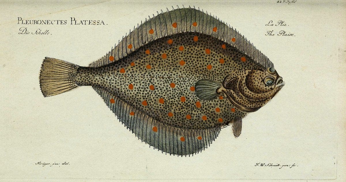 D. Marcus Elieser Bloch's, ausübenden Arztes zu Berlin. Atlas.Berlin :Auf Kosten des Ve | "Early works to 1800" Fishes Germany Ichthyology "Pictorial works"  | Vintage Print Reproduction 466077