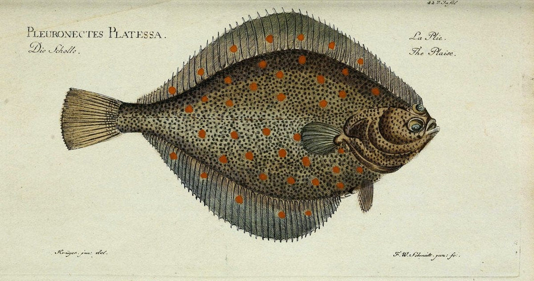 D. Marcus Elieser Bloch's, ausÃ¼benden Arztes zu Berlin. Atlas.Berlin :Auf Kosten des Ve | "Early works to 1800" Fishes Germany Ichthyology "Pictorial works"  | Vintage Print Reproduction 466077