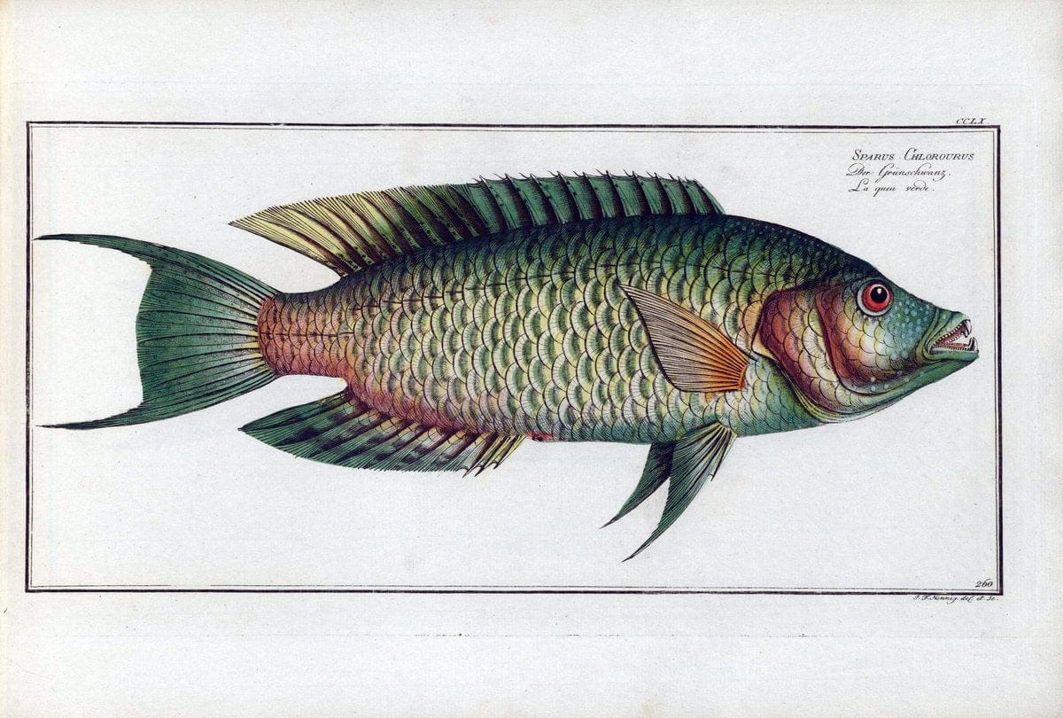 D. Marcus Elieser Bloch's, ausÃ¼benden Arztes zu Berlin .  Oeconomische Naturgeschichte der Fische Deutschlands . .Berlin :Auf Kosten des Verfassers | Vintage Print Reproduction 466079