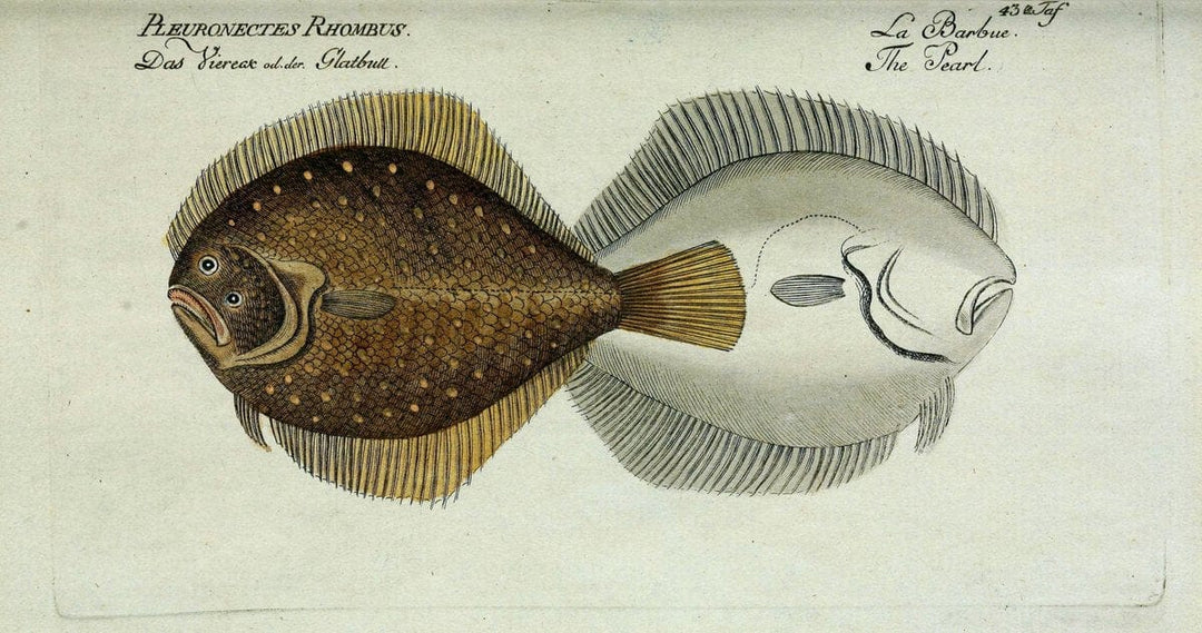 D. Marcus Elieser Bloch's, ausÃ¼benden Arztes zu Berlin. Atlas.Berlin :Auf Kosten des Ve | "Early works to 1800" Fishes Germany Ichthyology "Pictorial works"  | Vintage Print Reproduction 466081