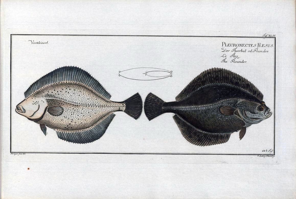 Dragable Image
