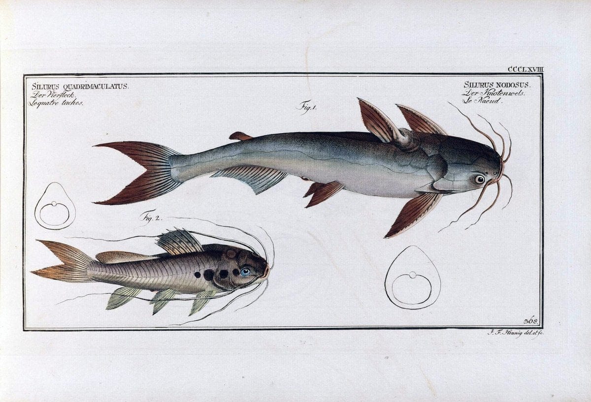 D. Marcus Elieser Bloch's, ausÃ¼benden Arztes zu Berlin .  Oeconomische Naturgeschichte der Fische Deutschlands . .Berlin :Auf Kosten des Verfassers | Vintage Print Reproduction 466084